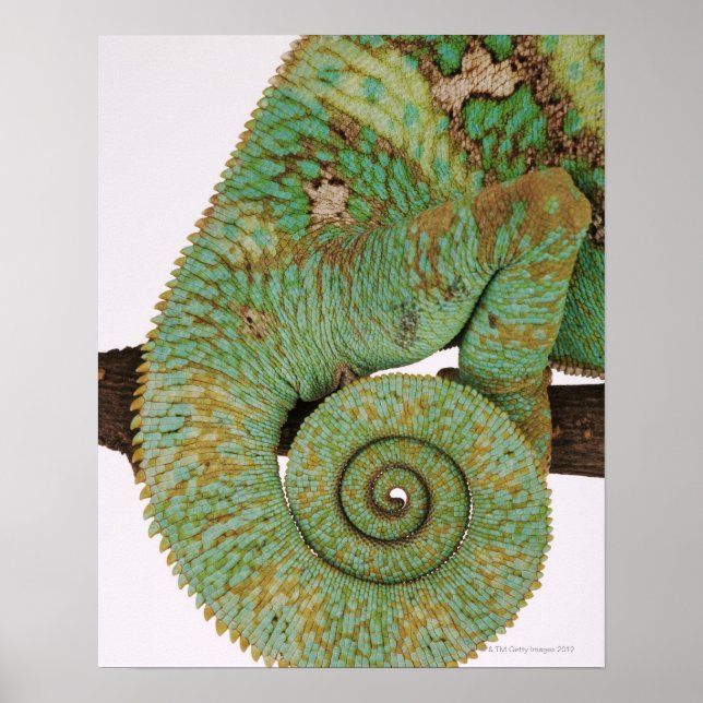 Inhabits dry mountainous areas. Indigenous Poster (Front)