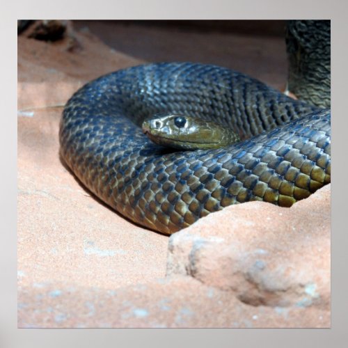 Inland Taipan Poster