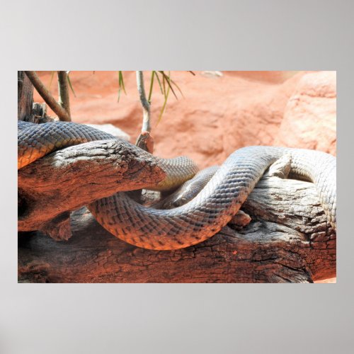 Inland Taipan Poster