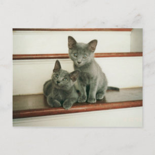 Innocence Postcard