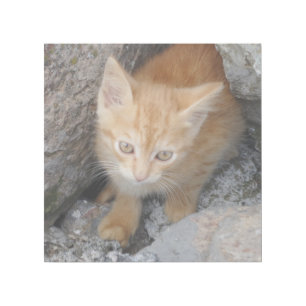 Innocent Kitten 12" x 12" Gallery Wrap