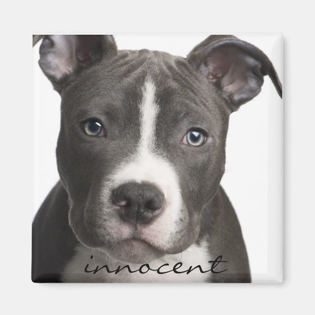 Innocent Pitbull Puppy Magnet (Front)