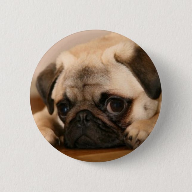 " Innocent " Pug Pinback Button (Front)