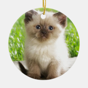 Innocent Ragdoll Kitten Ceramic Ornament