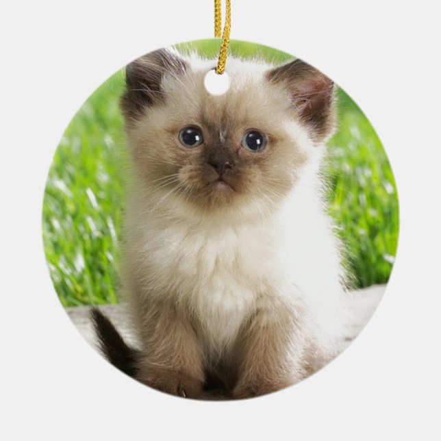 Innocent Ragdoll Kitten Ceramic Ornament (Front)