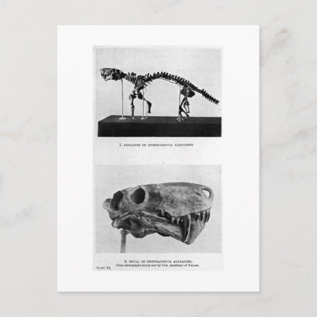 Inostrancevia alexandri art postcard (Front)