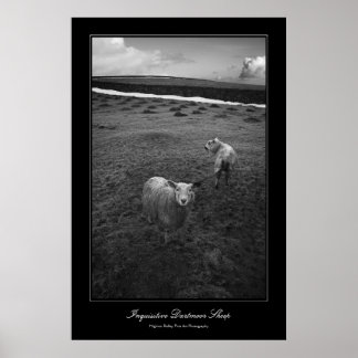 Inquisitive Dartmoor Sheep gallery-style print