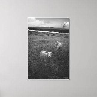Inquisitive Dartmoor Sheep - Is that Ewe? Canvas Print