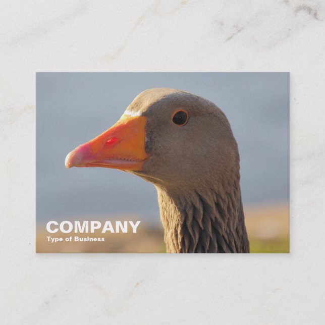 Inquisitive Greylag Goose Business Card (Front)
