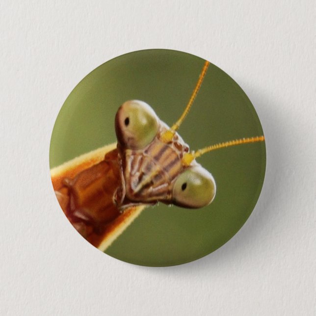 Inquisitive Mantis Pinback Button (Front)