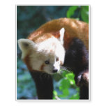 Inquisitive Red Panda Bear Temporary Tattoos