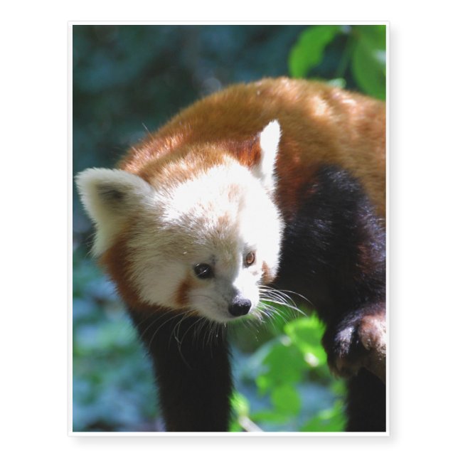 Inquisitive Red Panda Bear Temporary Tattoos (Front)