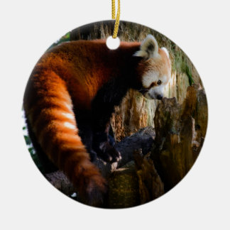 inquisitive red panda ceramic ornament