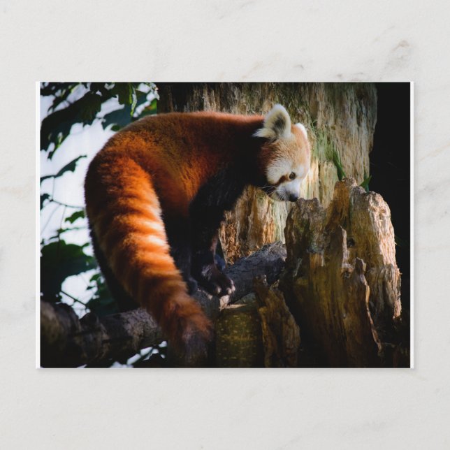 inquisitive red panda postcard (Front)