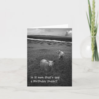 Inquisitive Sheep birthday card
