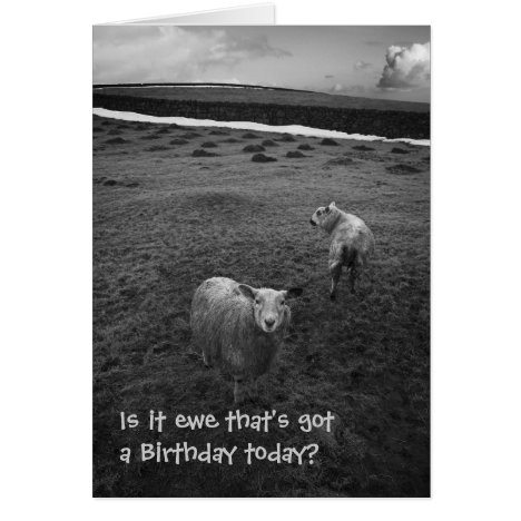 Inquisitive Sheep birthday card