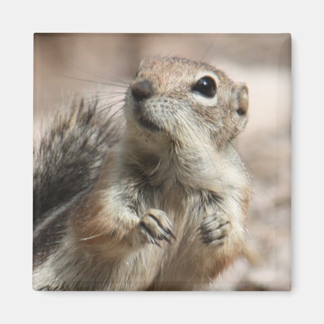 Inquisitive Squirrel Magnet (Front)