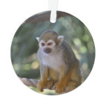 Inquisitive Squirrel Monkey Ornament
