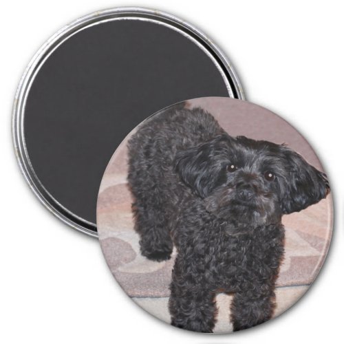 Inquisitive Yorkie Poo Magnet