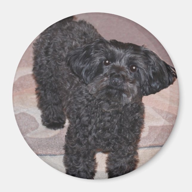 Inquisitive Yorkie Poo Magnet (Front)