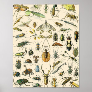 Insect and Bugs Chart Vintage Entomology