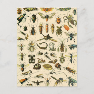 Insect and Bugs Chart Vintage Entomology Postcard