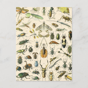 Insect and Bugs Chart Vintage Entomology Postcard