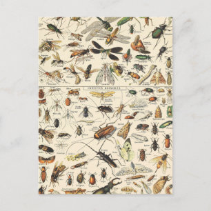 Insect and Bugs Chart Vintage Entomology Postcard