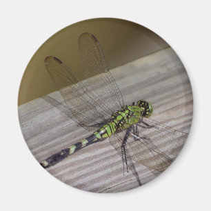 Insect Dragonfly Magnet