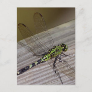 Insect Dragonfly Postcard