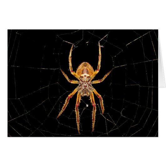 insect macro spider colombia (Front Horizontal)