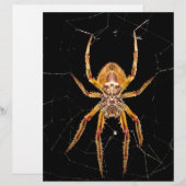 insect macro spider colombia (Front/Back)