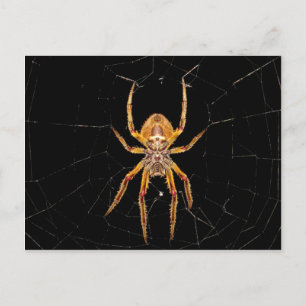 insect macro spider colombia postcard