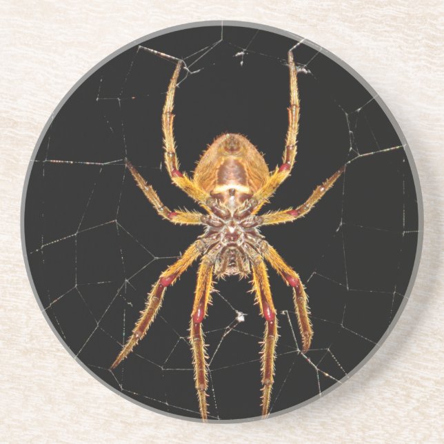 insect macro spider colombia sandstone coaster (Front)