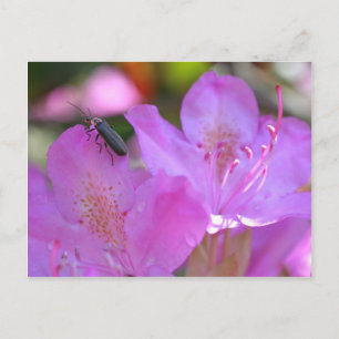 Insect On Pink Azaleas Flower Postcard