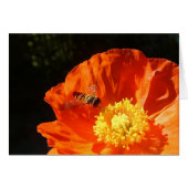 Insect on Poppy (Front Horizontal)