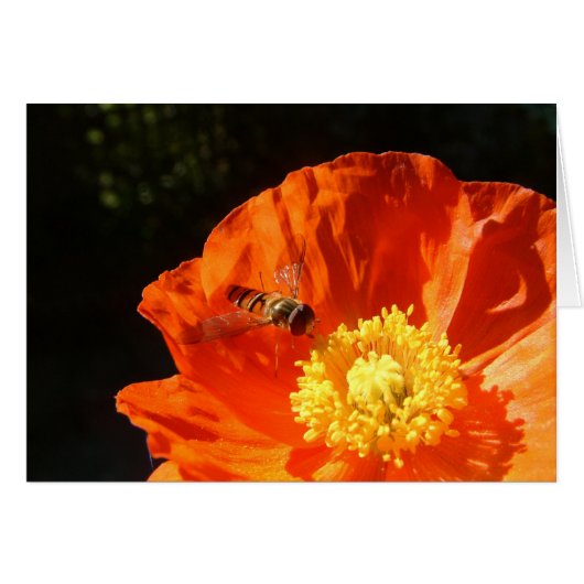 Insect on Poppy Cards (Front Horizontal)