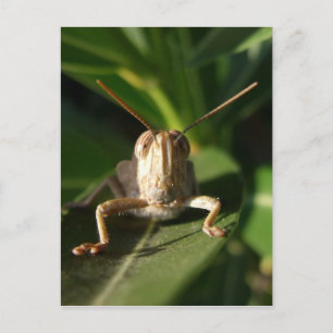 Insect Postcard