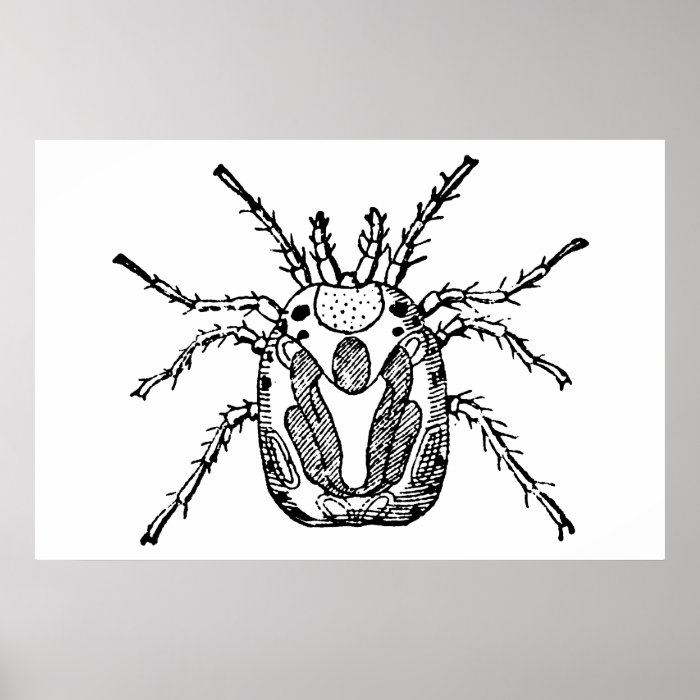 Insect Poster