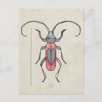 Insect Series | Red Beetle Postcard by volume25 at Zazzle