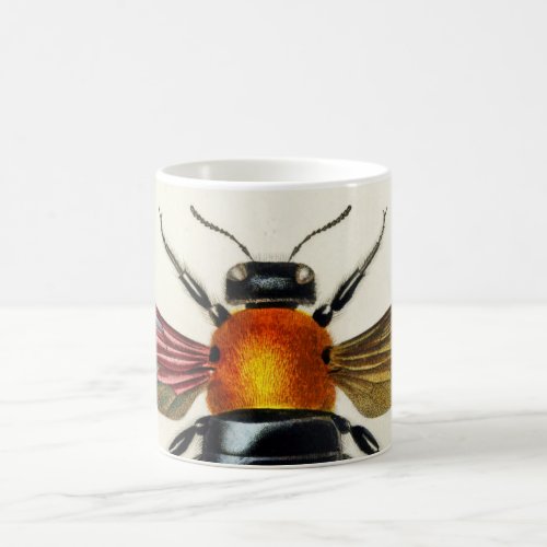 Insect vintage illustrated coffee mug