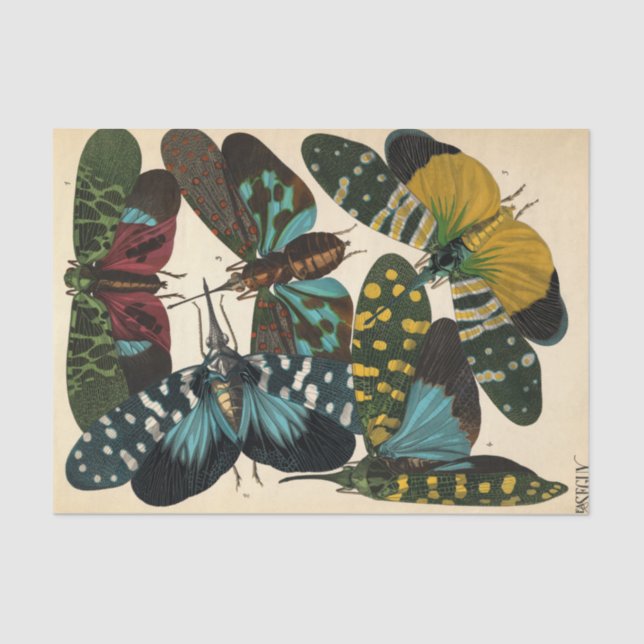Insectes, Insects, Plate No.16 by E. A. Seguy Tissue Paper (Front)