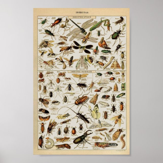 Insectes vintage educational poster (Front)