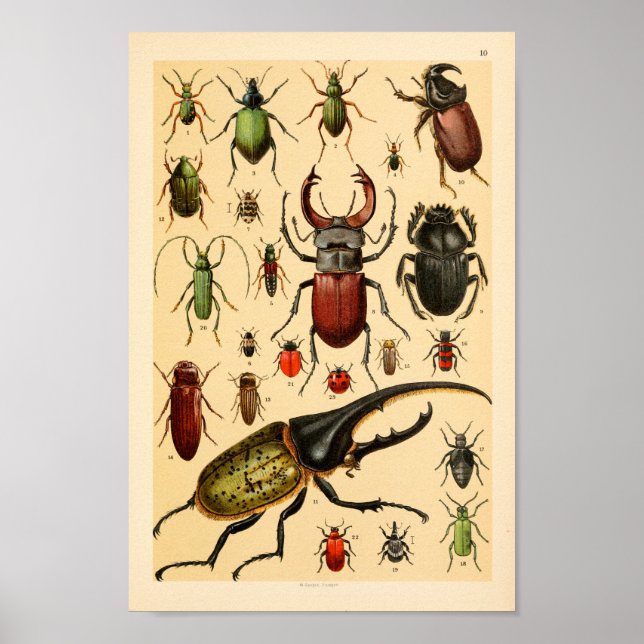 Insects Beetles Collection Art Print (Front)