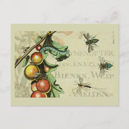 Insects Bugs Fruit Postcard