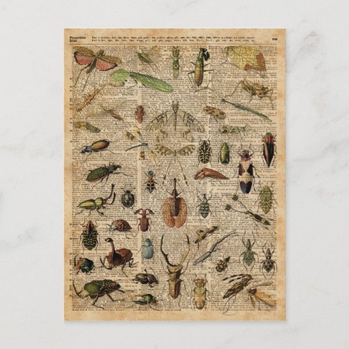 Insects Bugs Vintage Illustration Dictionary Art Postcard