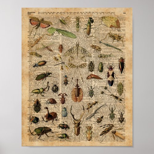 Insects Bugs Vintage Illustration Dictionary Art Poster