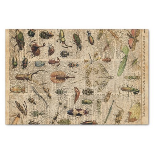 Insects Bugs Vintage Illustration Dictionary Art Tissue Paper