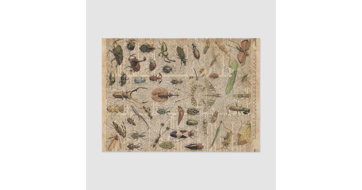 Insects Bugs Vintage Illustration Dictionary Art Tissue Paper | Zazzle