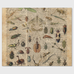 Insects Bugs Vintage Illustration Dictionary Art Wrapping Paper